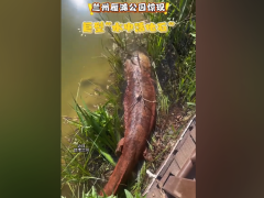 罕见！兰州雁滩公园惊现巨型大鲵