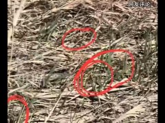 女子被AI误导闯入毒蛇窝 AI推荐险酿大祸