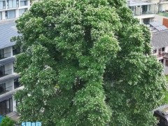 洛阳千年菩提树开花了,一朝花开引禅思!(图）