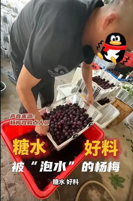杨梅商贩浸泡8000倍超甜三无添加剂