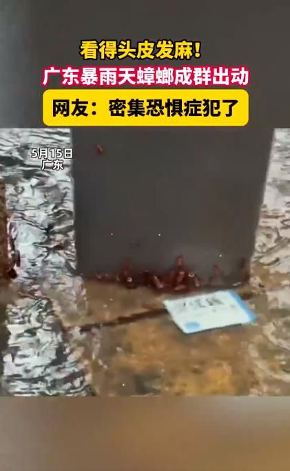广东暴雨天蟑螂成群出动