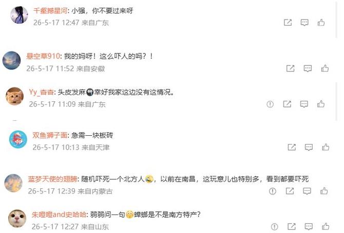 广东暴雨天蟑螂成群出动