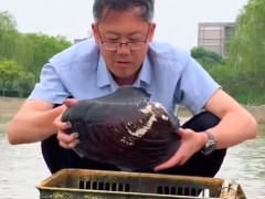 老师带学生寻找多年前养的蚌 网友：成蚌“精”了