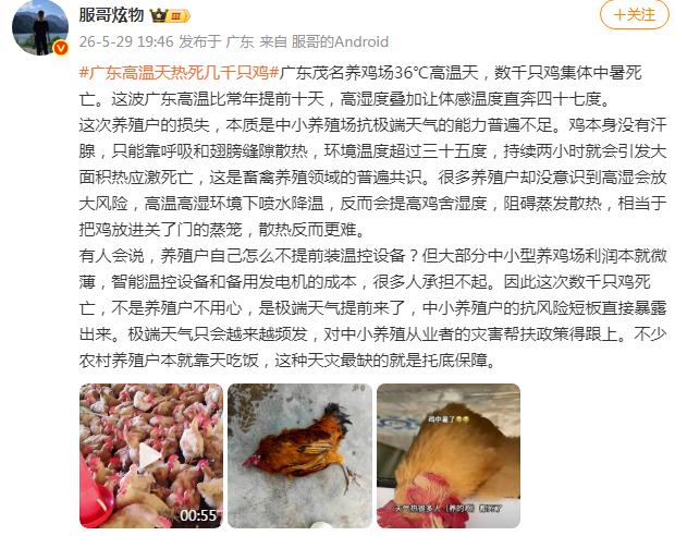 广东一养鸡场几千只鸡被热死